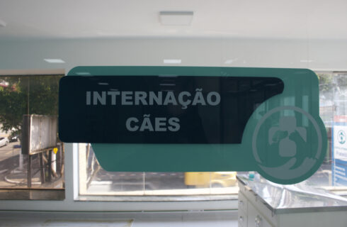 Internação Cães