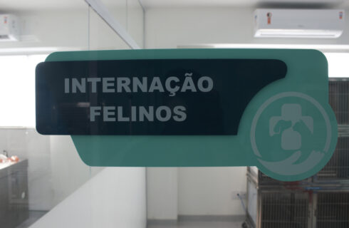 Internação Felinos